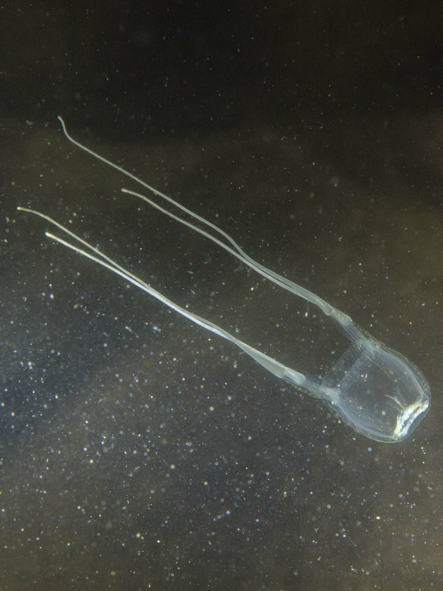 Carybdea confusa Straehler-Pohl, Matsumoto & Acevedo, 2017