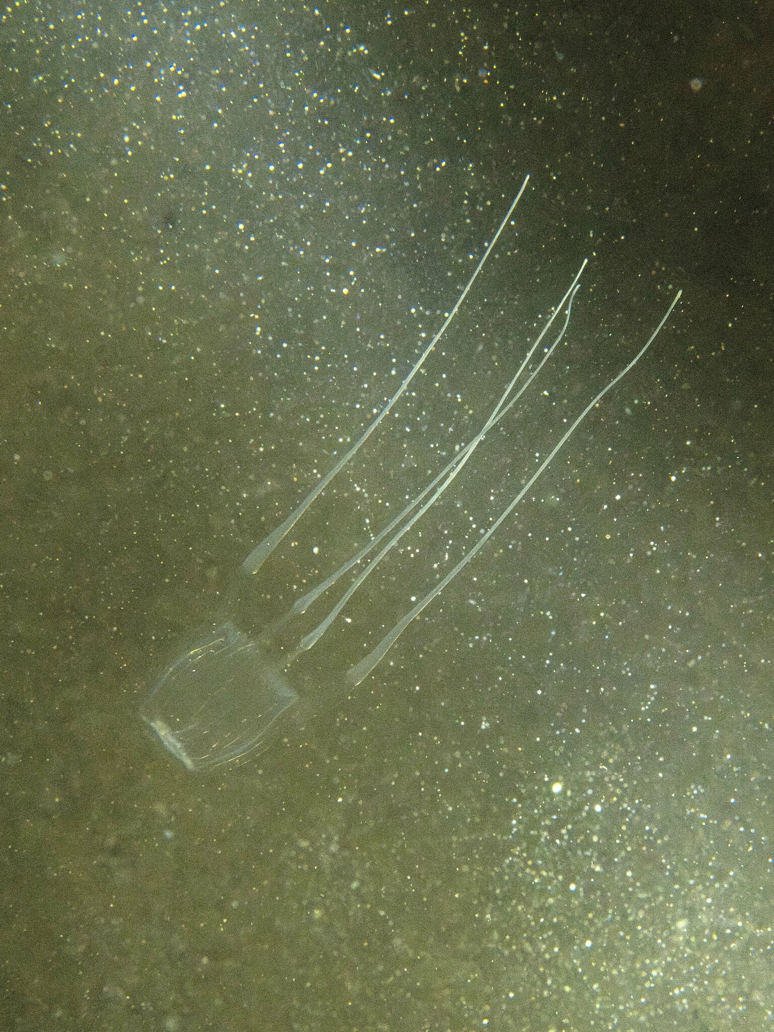 Carybdea confusa Straehler-Pohl, Matsumoto & Acevedo, 2017