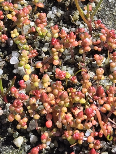 Crassula decumbens