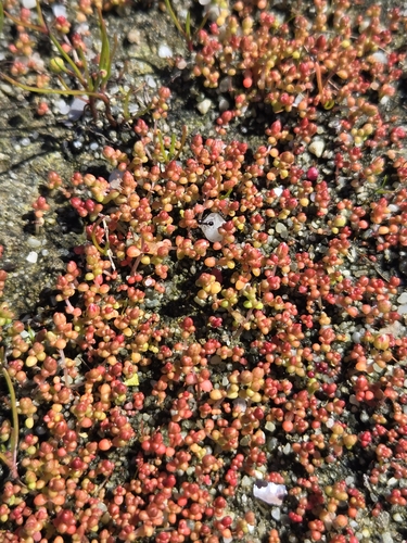 Crassula decumbens
