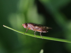 Opomyza germinationis