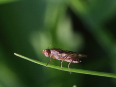 Opomyza germinationis