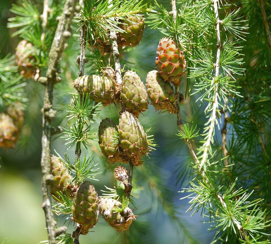 Larix decidua — an easy houseplant, prefers full sun light