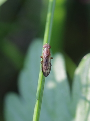 Opomyza germinationis