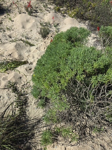 Crassothonna cylindrica, photograph 6