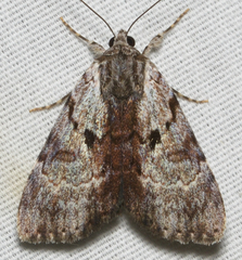Catocala andromedae