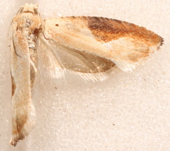 Pseudexentera costomaculana