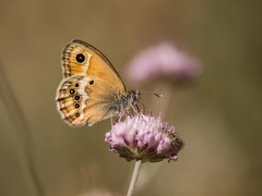 Coenonympha dorus