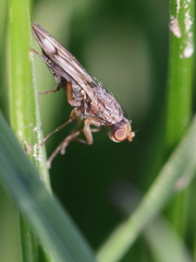 Opomyza germinationis