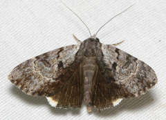 Catocala andromedae