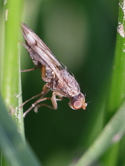 Opomyza germinationis