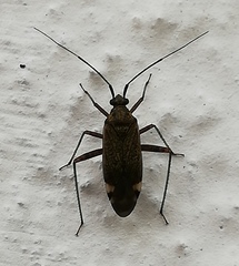 Closterotomus fulvomaculatus