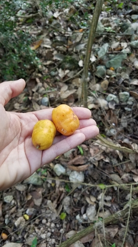 yellow mombin (Spondias mombin)