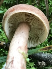 Lactarius mutabilis