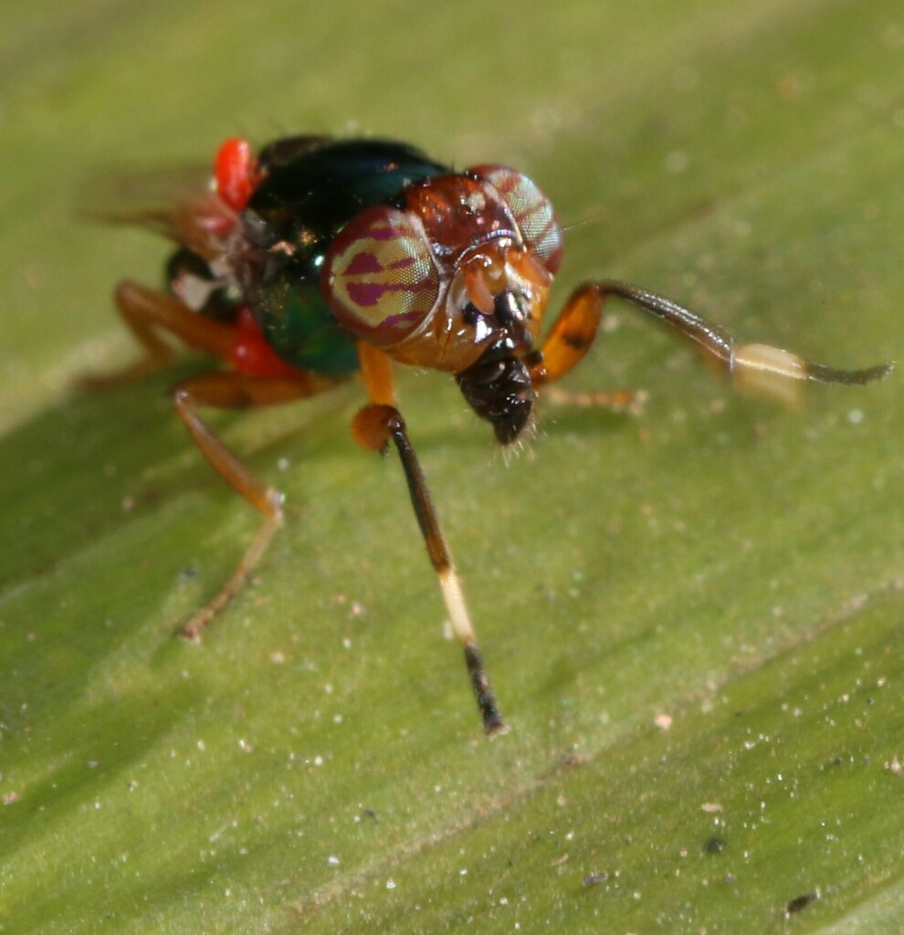 Picture-winged fly