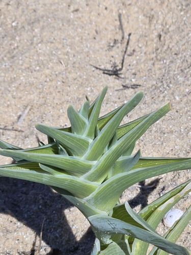 Image of Ferraria foliosa by (c) Jo Roberts, some rights reserved (CC BY)