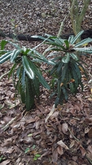 Theophrasta americana, photograph Yolanda M. Leon, CC0, iNaturalist via GBIF