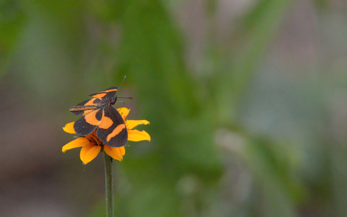 Mariposa Duende