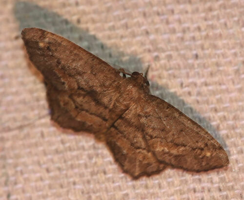 Brenda's Hypagyrtis Moth photo 4