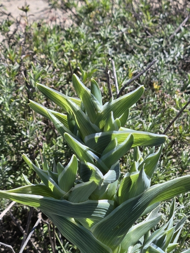 Image of Ferraria foliosa by (c) Jo Roberts, some rights reserved (CC BY)