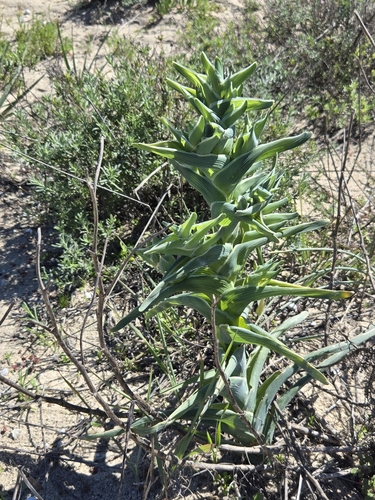 Image of Ferraria foliosa by (c) Jo Roberts, some rights reserved (CC BY)