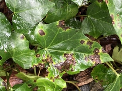 Xanthomonas campestris hederae