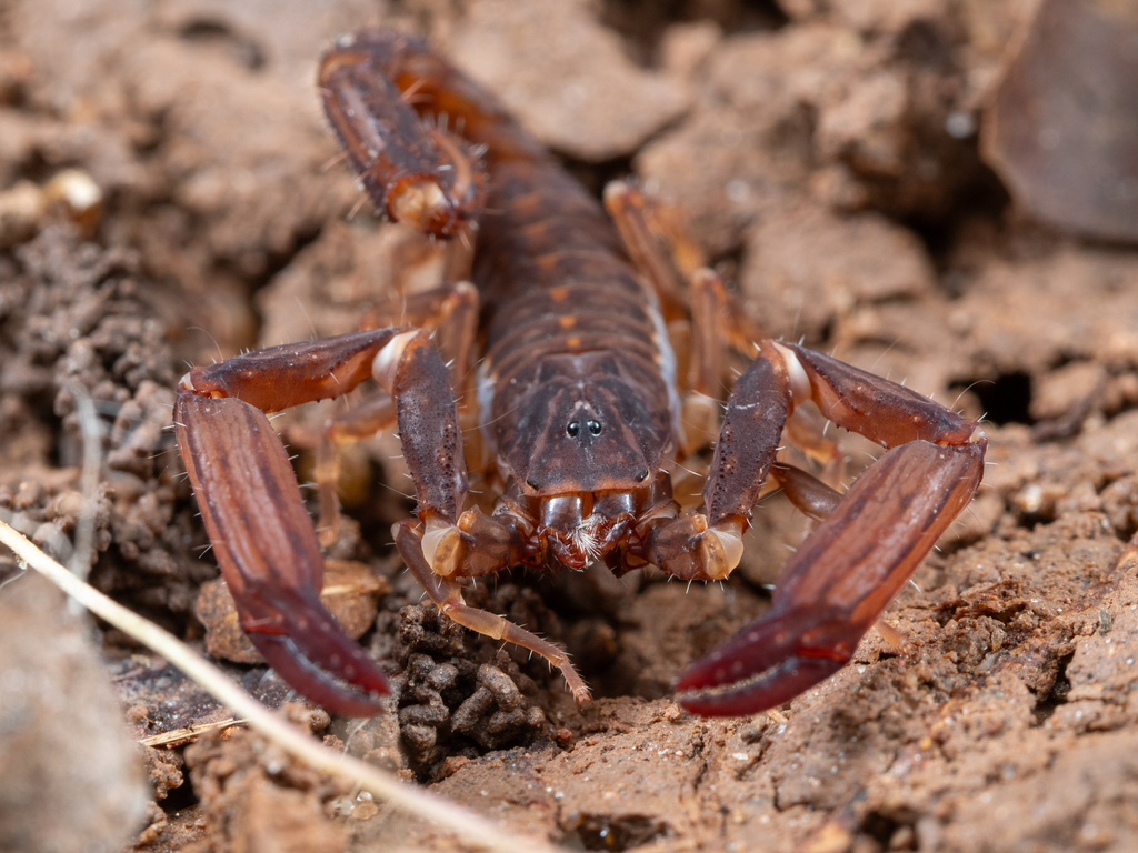 Chaerilus rectimanus