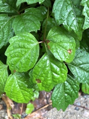 Phyllosticta ampelicida