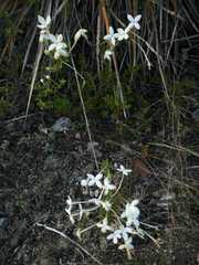 Bouvardia longiflora