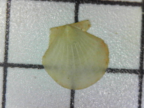 Parvamussium siebenrocki