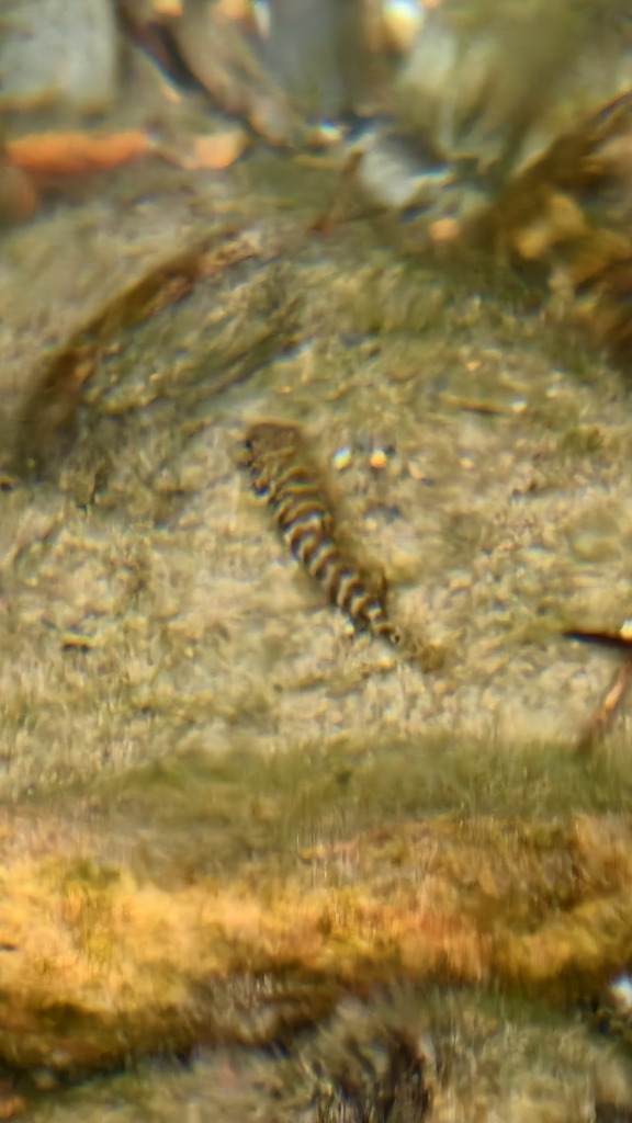 Compacte bergloach (Erromyzon compactus) — Balitoridae