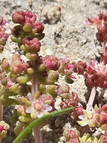 Crassula thunbergiana