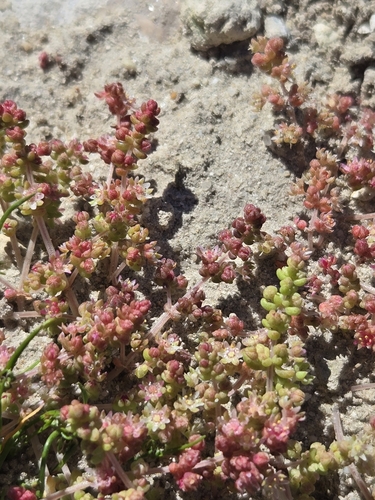 Crassula thunbergiana