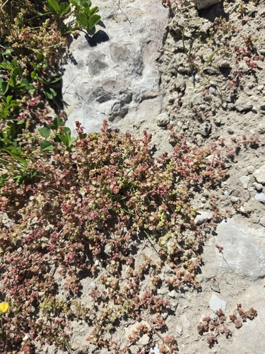 Crassula thunbergiana
