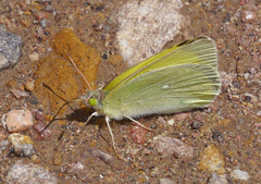 Colias alexandra