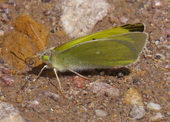 Colias alexandra