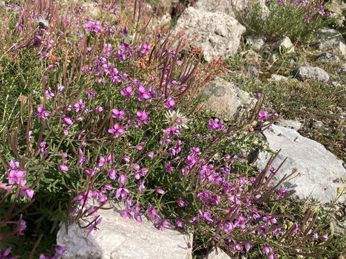 Image of Alpine Willowherb (Chamaenerion fleischeri) by (c) Antoine MARNAT, some rights reserved (CC BY)