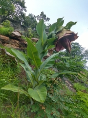 Ensete