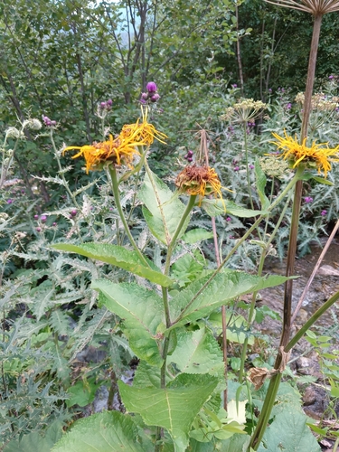 Inula magnifica