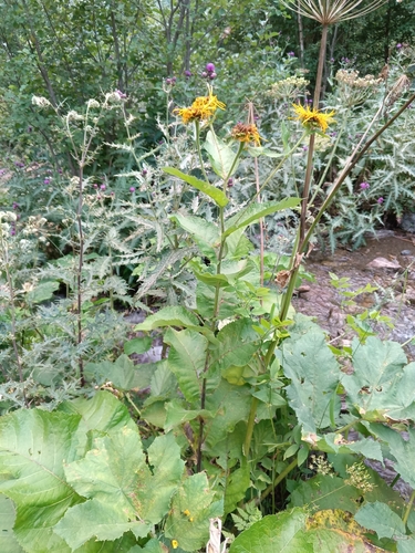 Inula magnifica, photograph 2