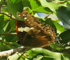 Charaxes