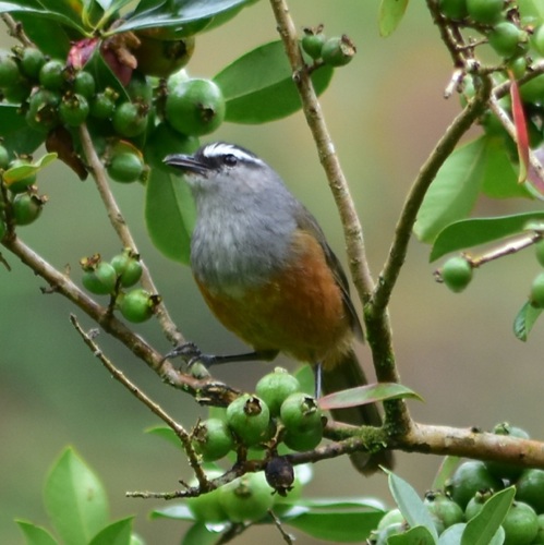 Palani Laughingthrush (Montecincla fairbanki), photo 9