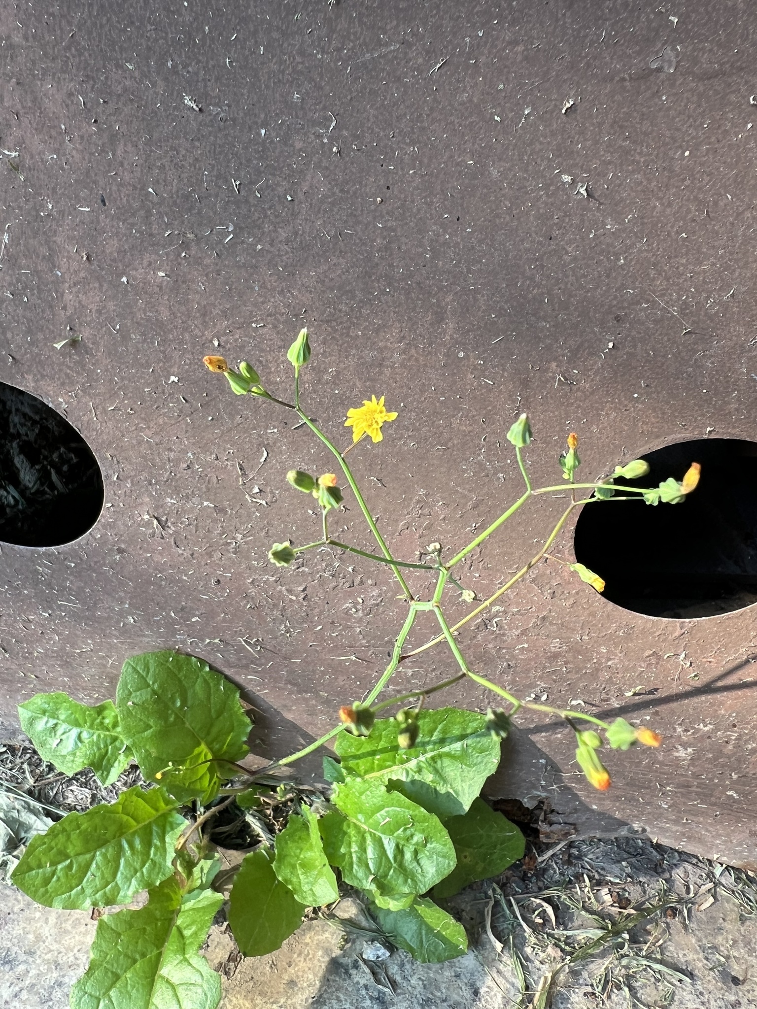 Youngia japonica