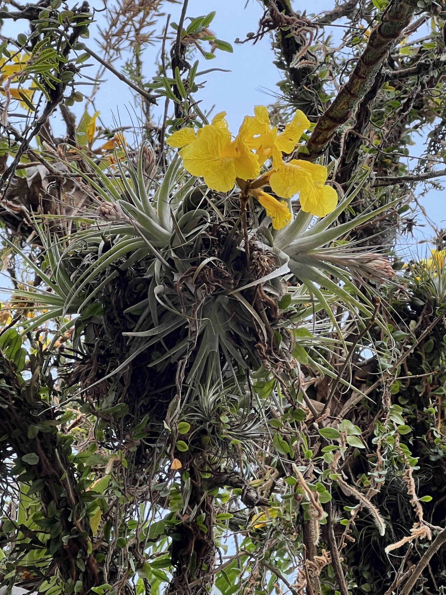 Tillandsia gardneri