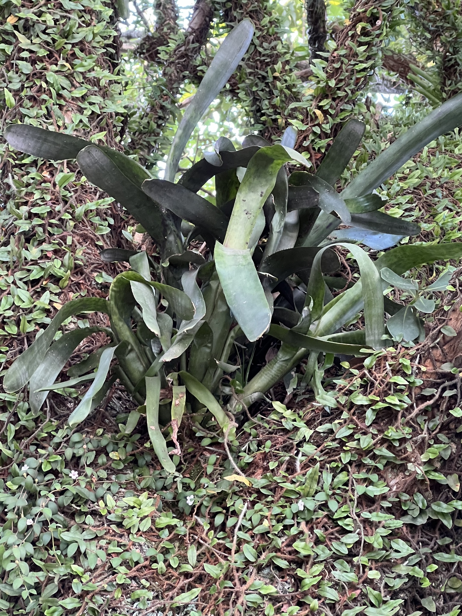Aechmea nudicaulis
