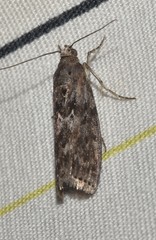 Sciota subcaesiella