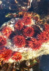 Anemonia alicemartinae image