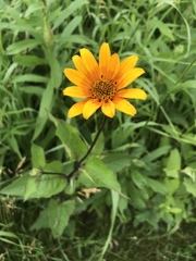 Heliopsis