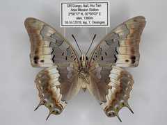 Charaxes viola picta
