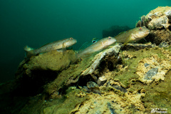 Round Goby photo 2